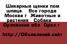 Шикарные щенки пом шпица  - Все города, Москва г. Животные и растения » Собаки   . Орловская обл.,Орел г.